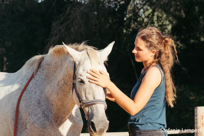 Kinesiologische Behandlung am Pferdekopf